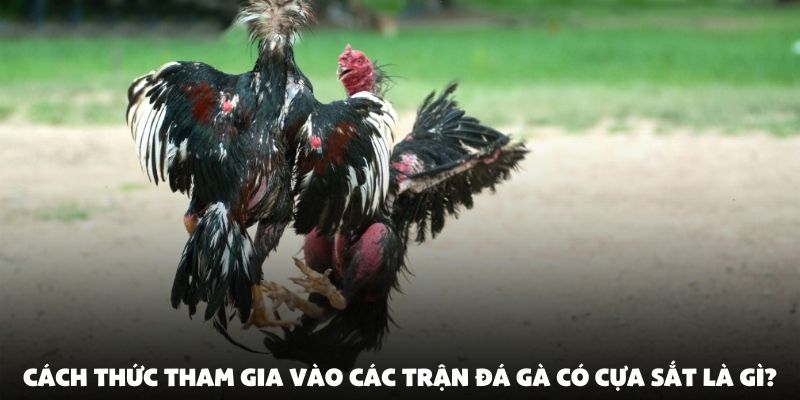 Cách thức tham gia vào các trận đá gà có cựa sắt là gì?