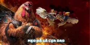 Mẹo đá gà cựa dao – Bí kíp thắng lớn không thể bỏ qua
