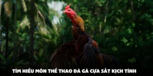 Tìm Hiểu Môn Thể Thao Đá Gà Cựa Sắt Kịch Tính