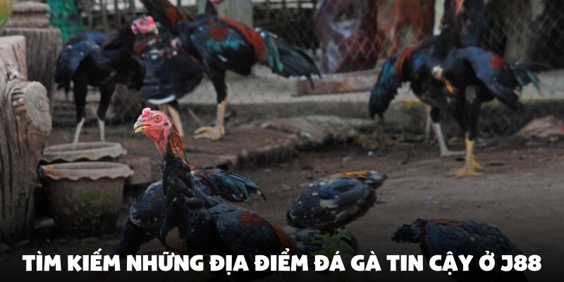 Tìm kiếm những địa điểm đá gà tin cậy ở J88
